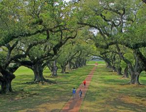 A Walk Through the Live Oaks