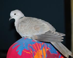 collareddove48d1