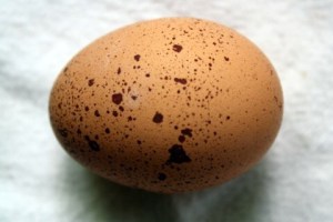 Egg by Charlotte. Photo by Cate Terwilliger.