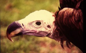 vulture