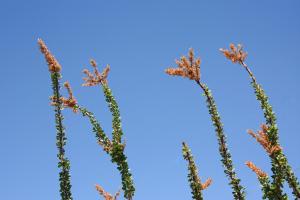 flowers-in-the-desert