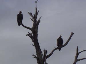 vultures