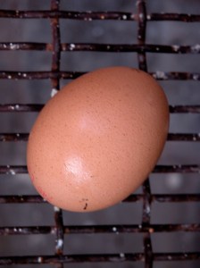 egg