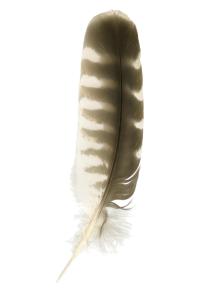 feather02