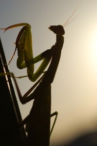 mantis
