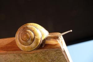 snail