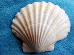 shell