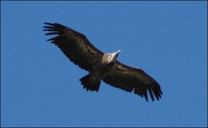vulture