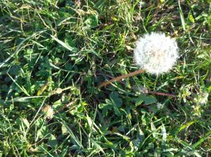 dandelion