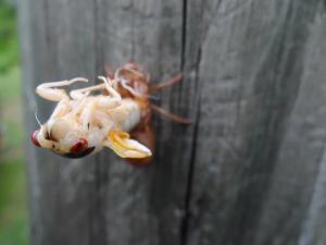 cicada emerging