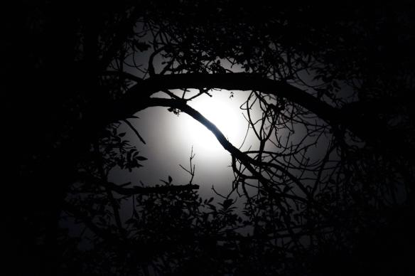 moon-through-trees