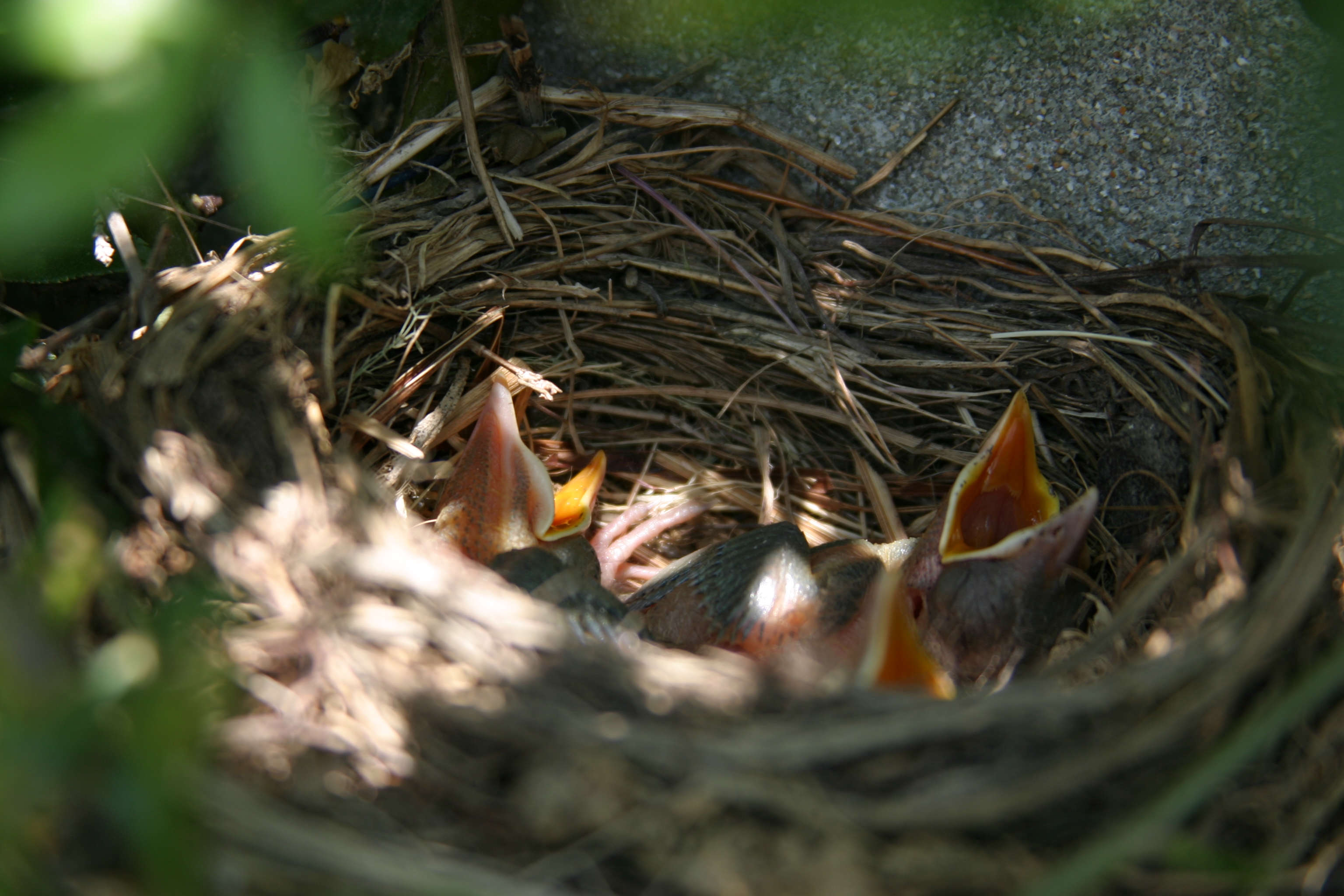 baby birds