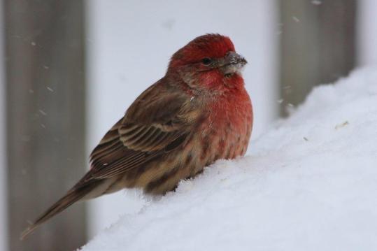 house finch