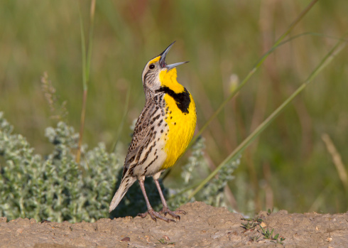 Western Meadowlark