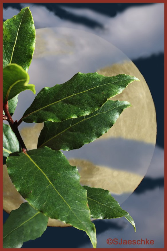 Post_2019-02-12_Image_BayLeaves&amp;Moon