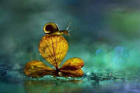bokeh-snail-photography-1
