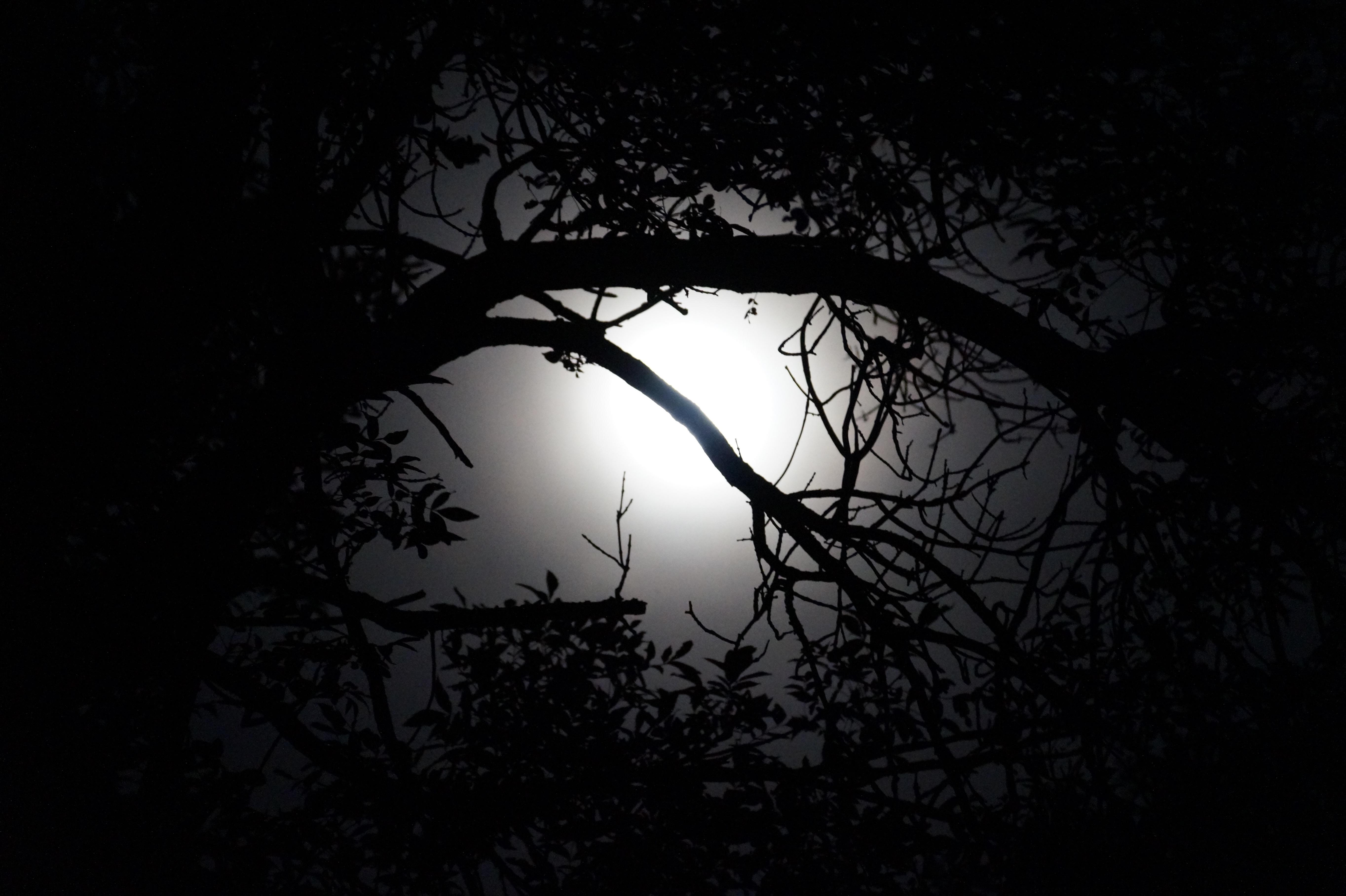 moon through trees