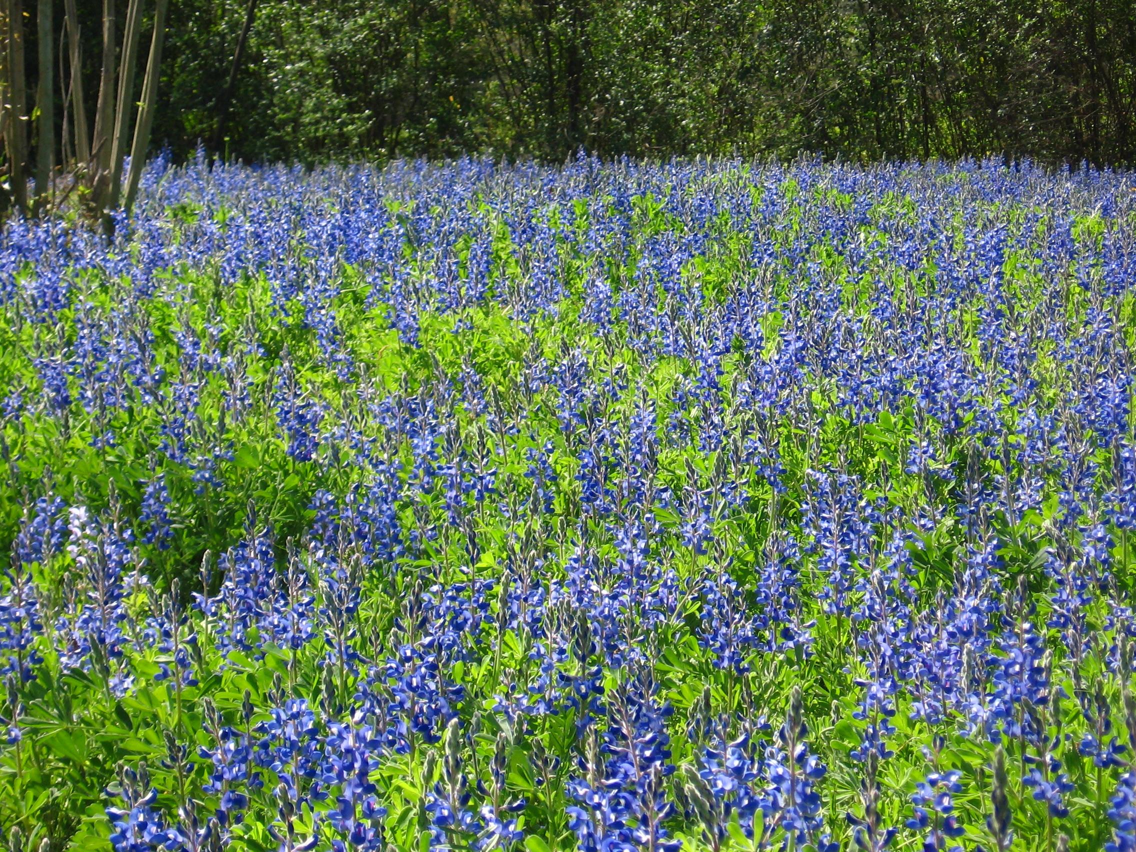 bluebonnets